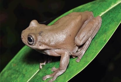 australian scientists discovered chocolate frog from new guinea rainforest