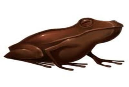 australian scientists discovered chocolate frog from new guinea rainforest