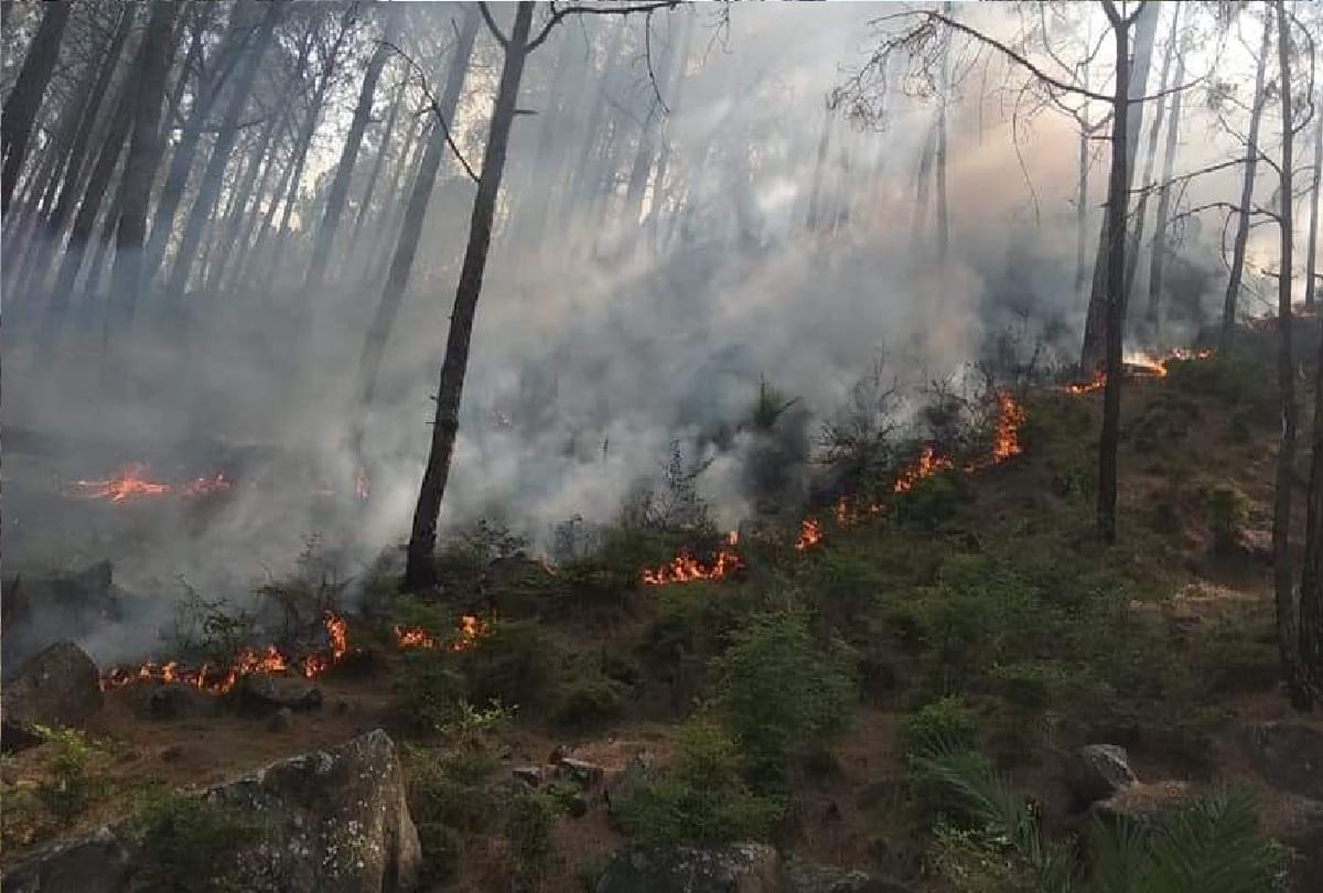 fire in forests of Udhampur has been extinguished Forest wealth worth lakhs of rupees in two days