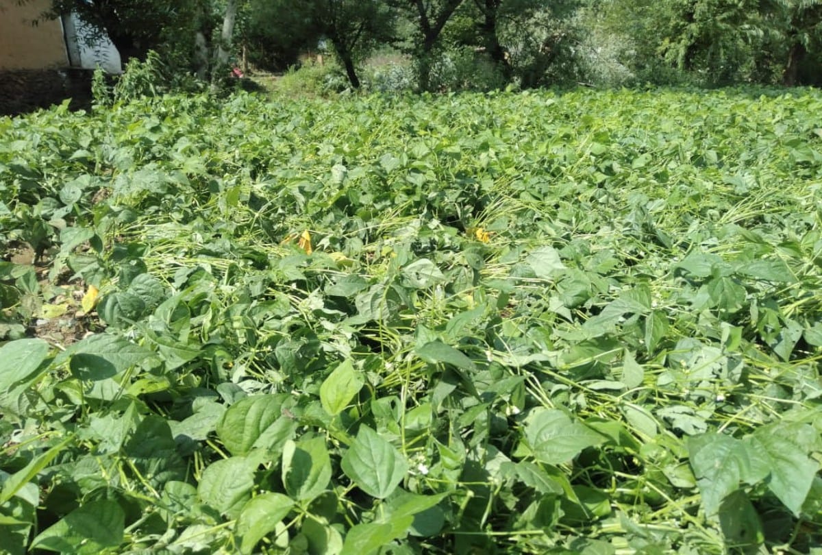 himachal weather today: Apple and tomato crops destroyed due to hailstorm, heavy rain alert in the state