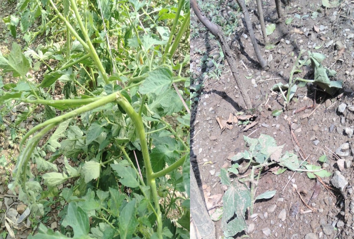 himachal weather today: Apple and tomato crops destroyed due to hailstorm, heavy rain alert in the state