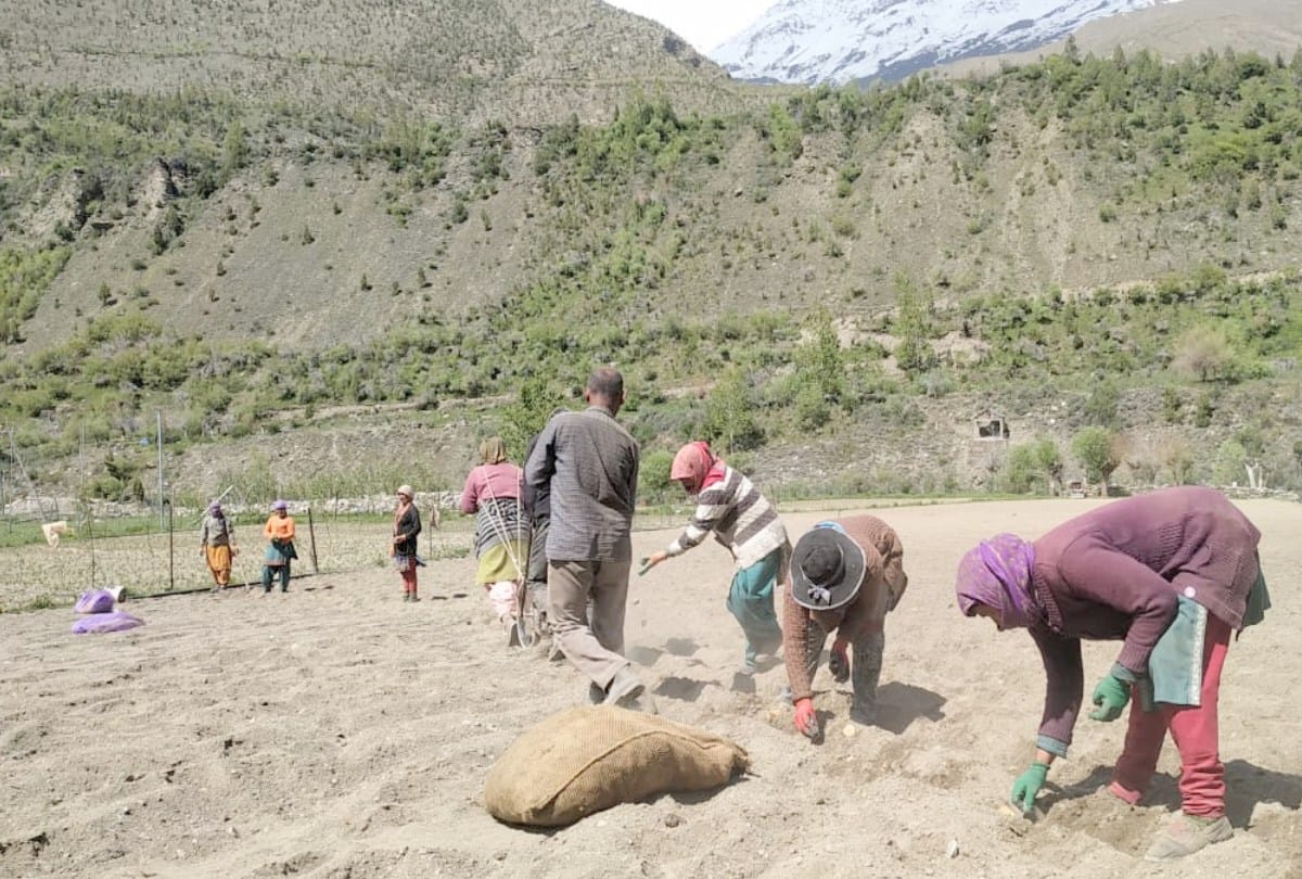 shortage of Lahaul potato seed in himachal pradesh
