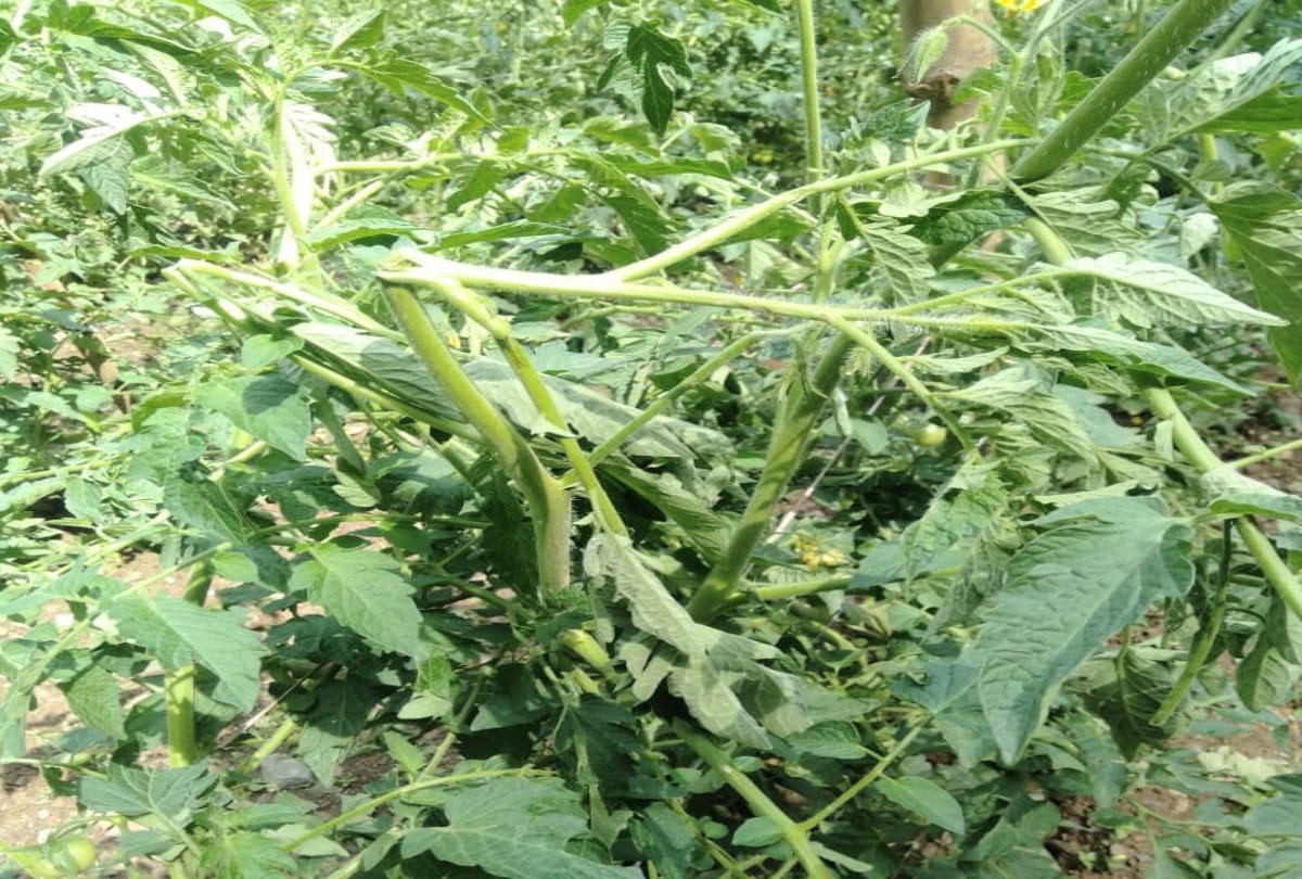himachal weather today: Apple and tomato crops destroyed due to hailstorm, heavy rain alert in the state