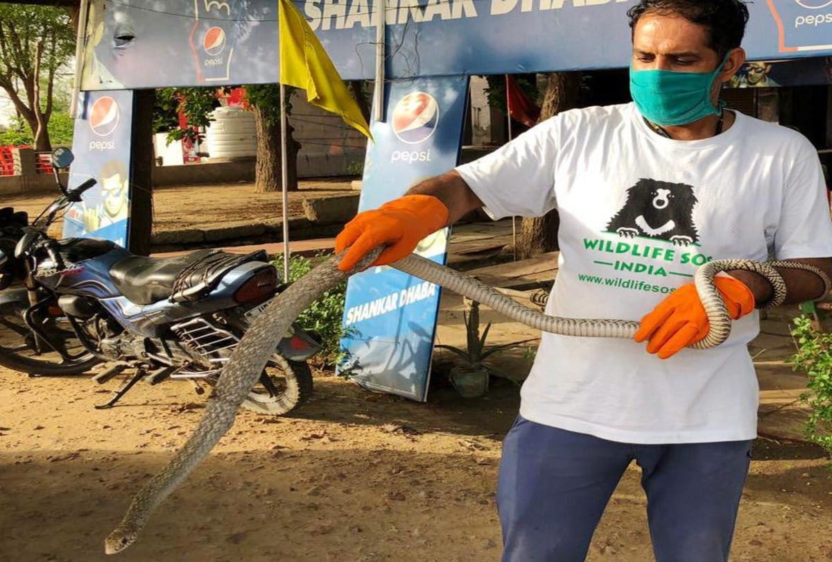 Wildlife SOS team rescues snake safely in the dhaba in Agra