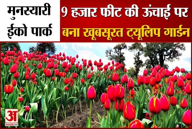 Uttarakhand नौ हजार फीट की ऊंचाई पर बना खूबसूरत ट्यूलिप गार्डन देखें वीडियो Uttarakhand