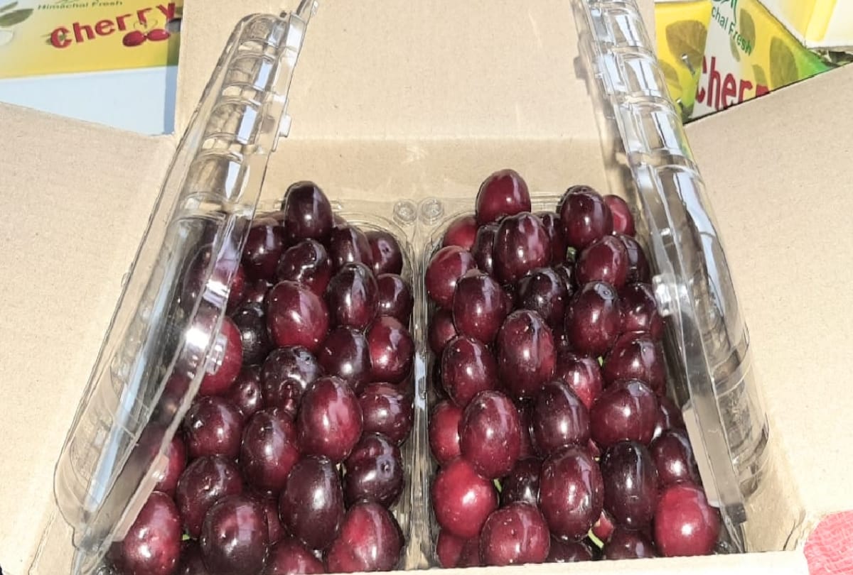 Cherry prices broke all previous records, sold for Rs 700 a kg