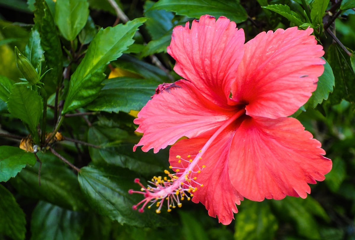 health tips These four flowers give benefits in many diseases