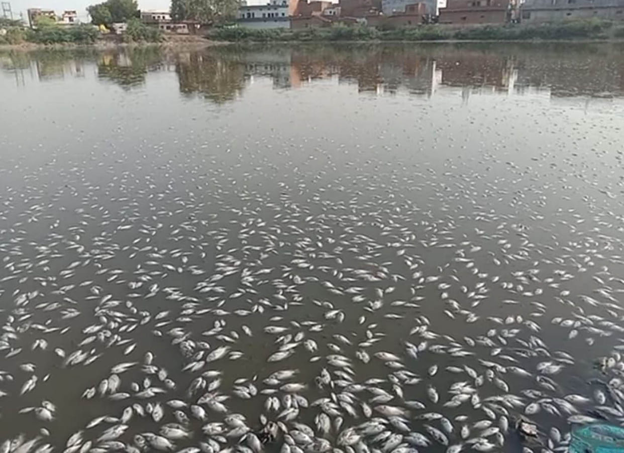 Thousands of fish died in Chhabi pond