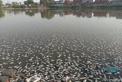 Thousands of fish died in Chhabi pond of banda up