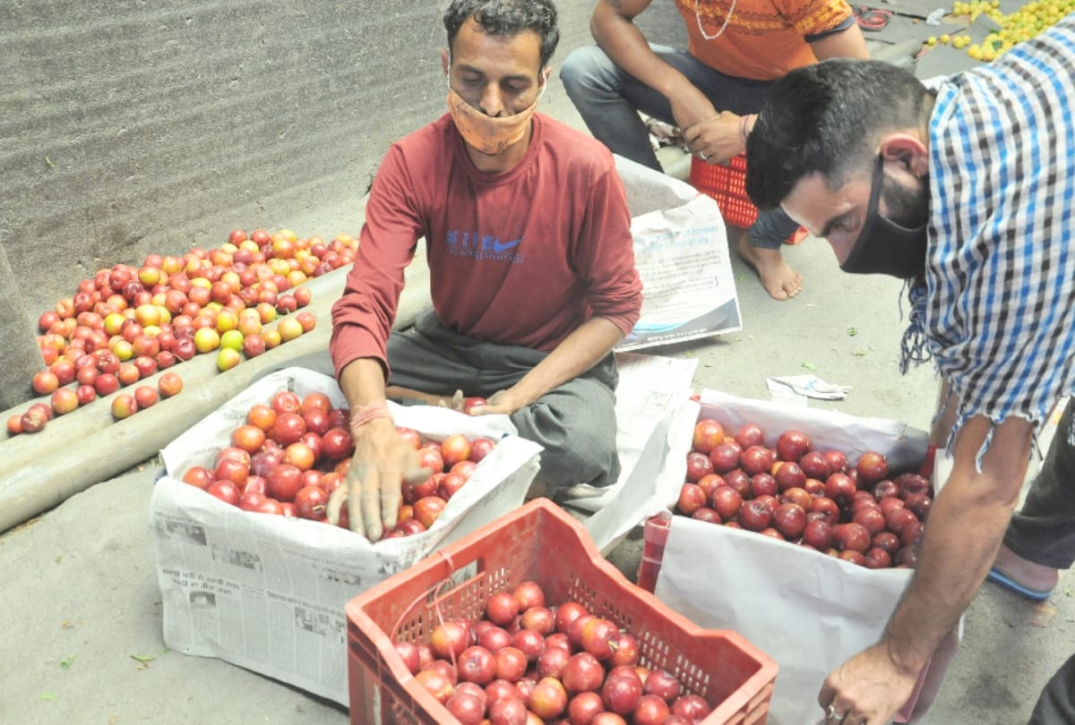Selling apples by filling them in crates will save horticulturist expenses in himachal