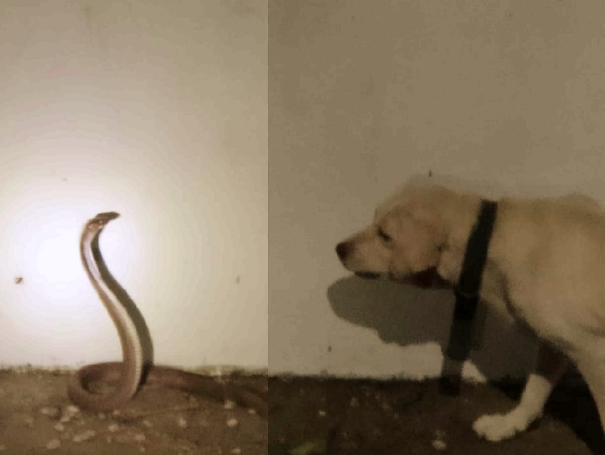 pet dog died during fight with cobra snake to save malik in ballia up