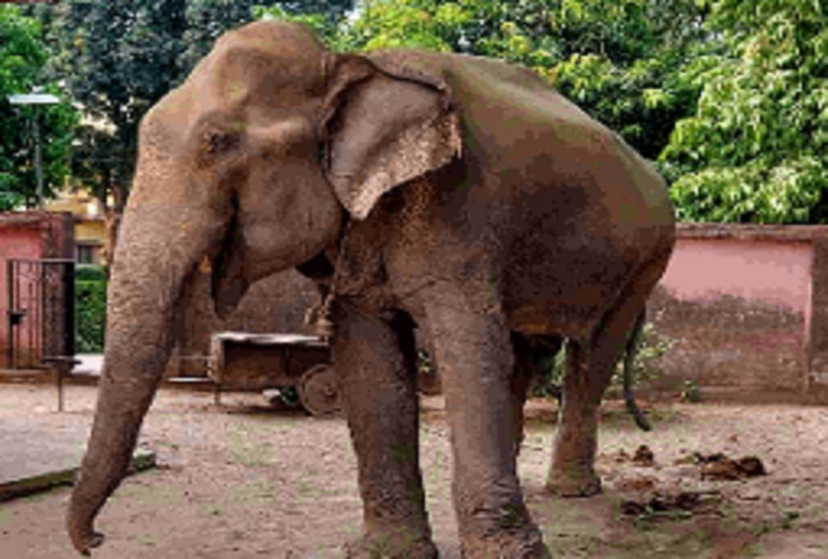 rishikesh news: Gurjar Basti boy was returning home with goods from market, elephant was slammed him to death