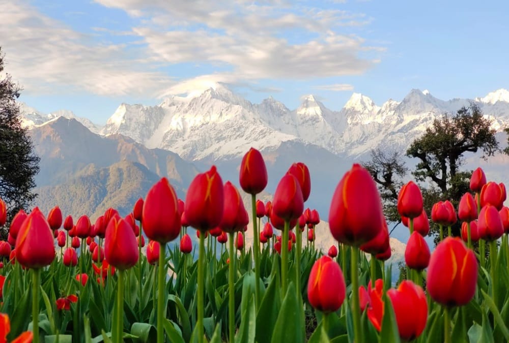 Uttarakhand News: Beautiful Tulip Garden built at an altitude of nine thousand feet in Munsiyari photos