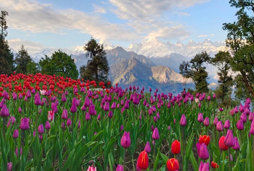 Uttarakhand News: Beautiful Tulip Garden built at an altitude of nine thousand feet in Munsiyari photos