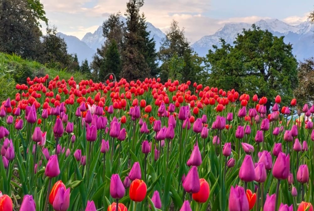 Uttarakhand News: Beautiful Tulip Garden built at an altitude of nine thousand feet in Munsiyari photos