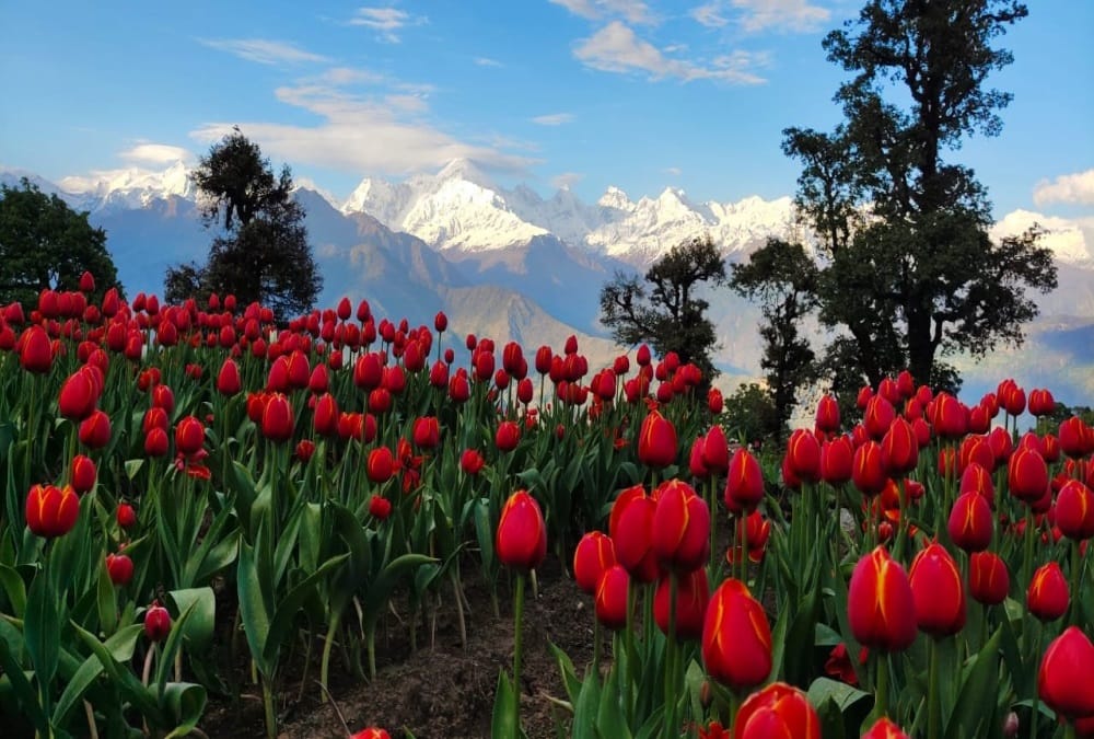 Uttarakhand News: Beautiful Tulip Garden built at an altitude of nine thousand feet in Munsiyari photos