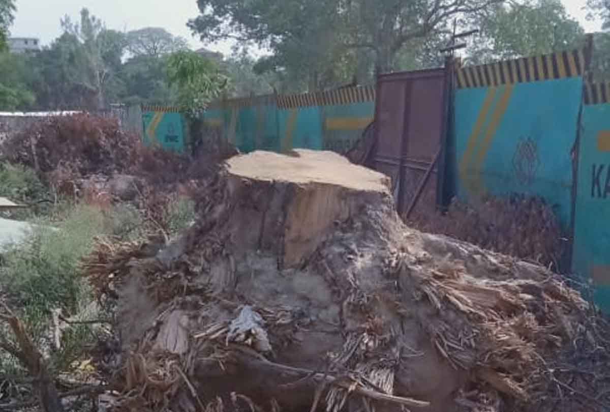 Kanpur: 42 trees cut in Brijendra Swaroop Park for Metro Rail