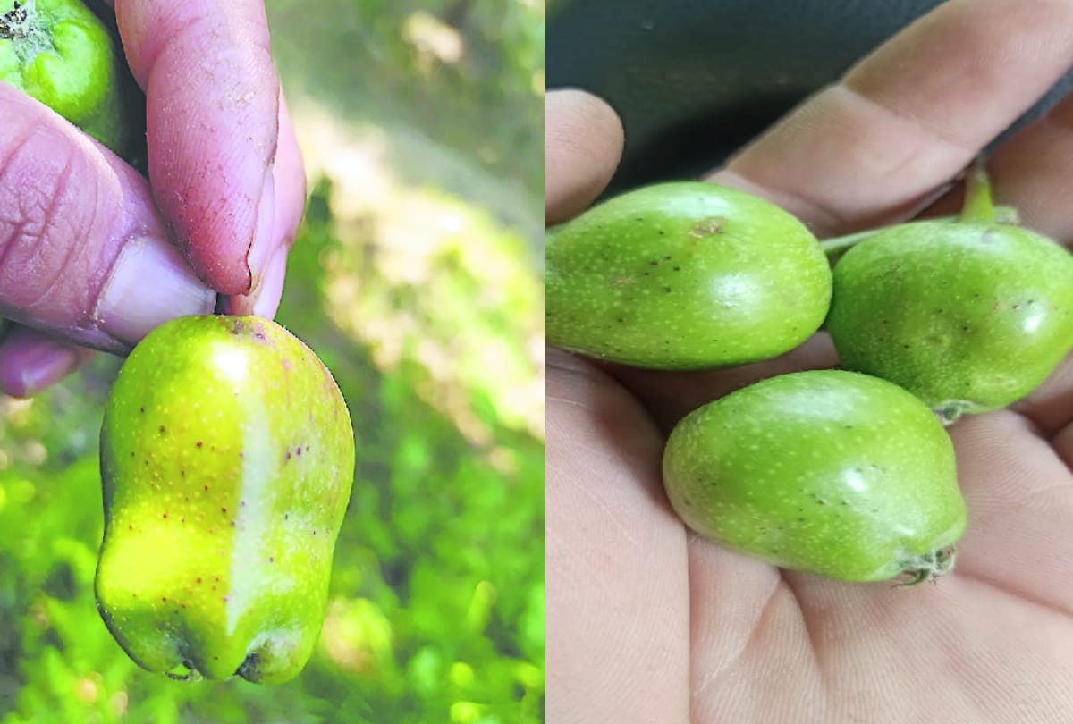 Apple orchards in the grip of unknown disease, horticulturist worried