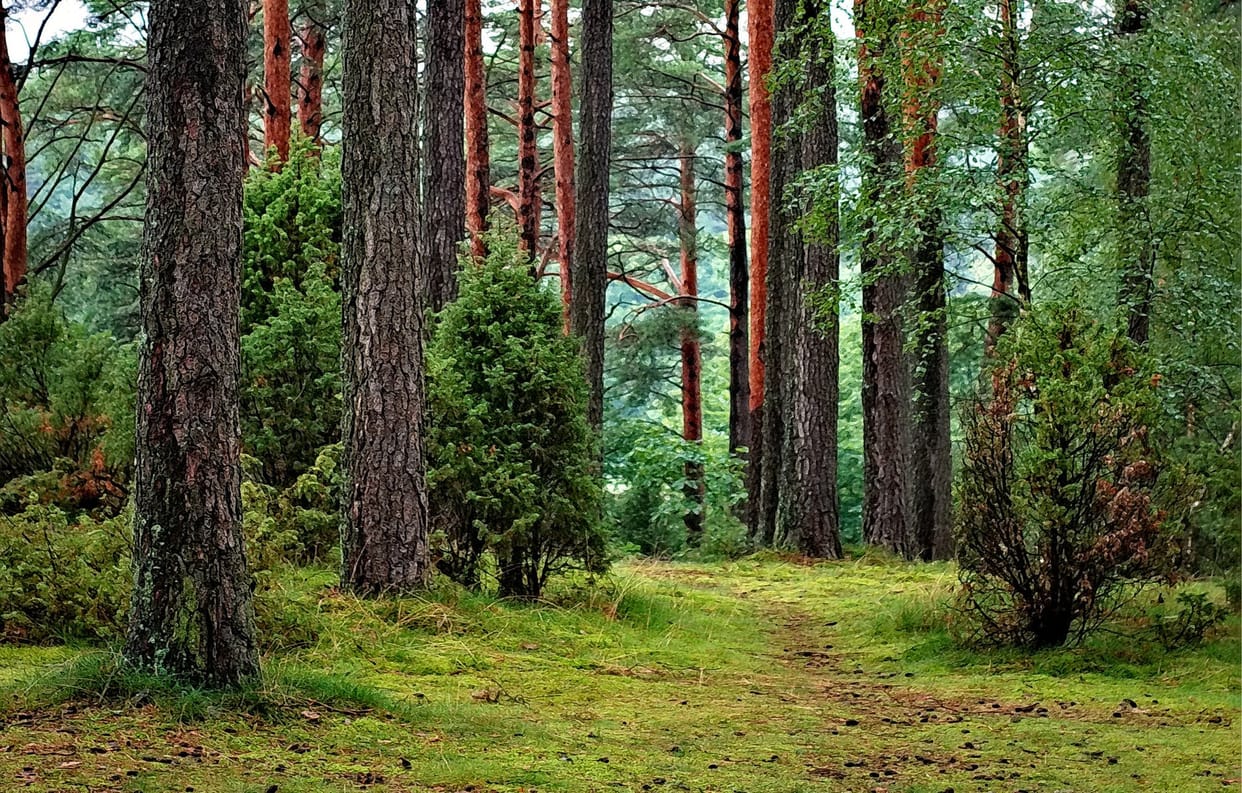 cut of trees for Parsa coal mining project in Chhattisgarh starts villagers protest