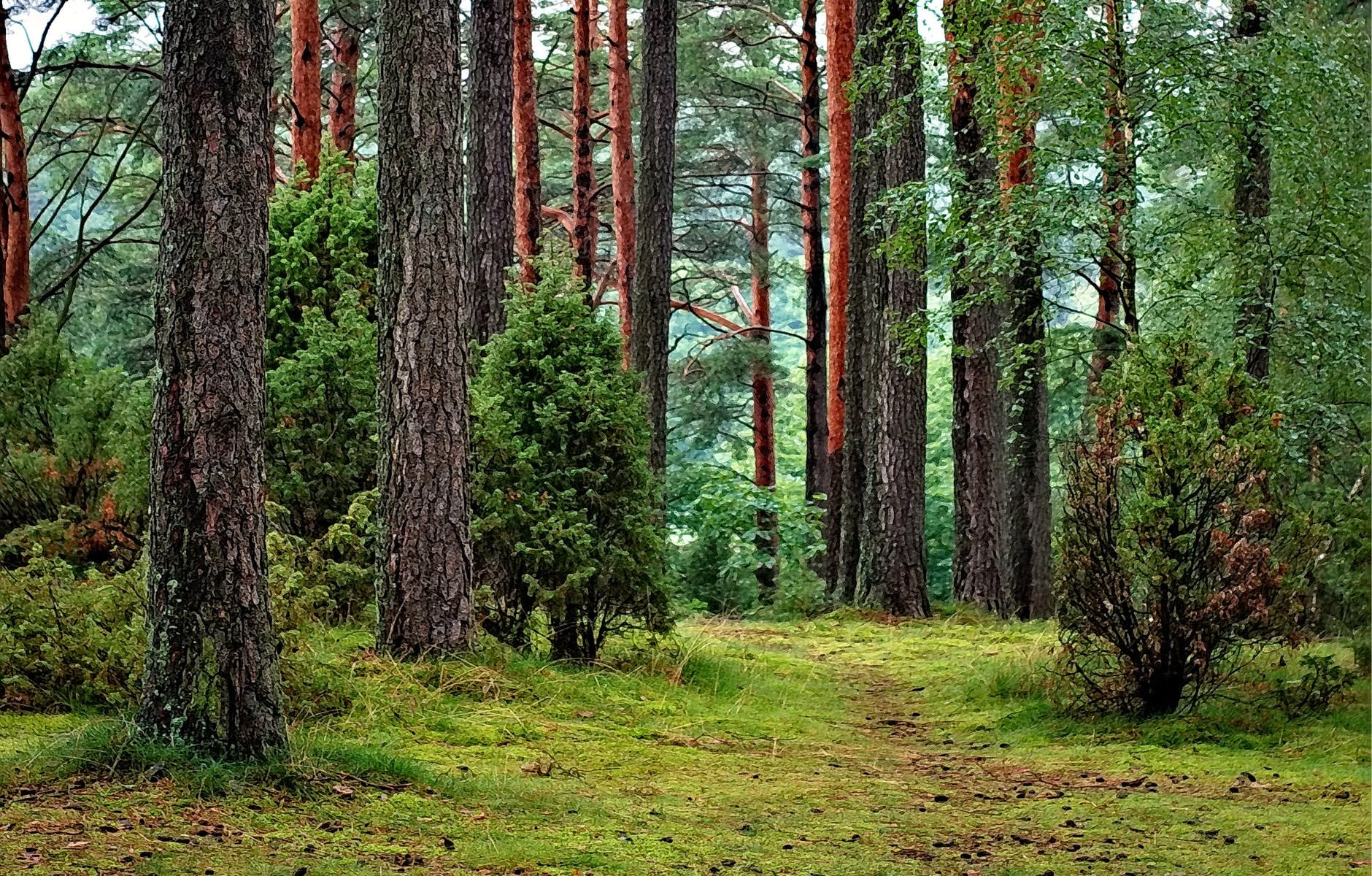 how to preventing the next pandemic, says study save forests and grow tree