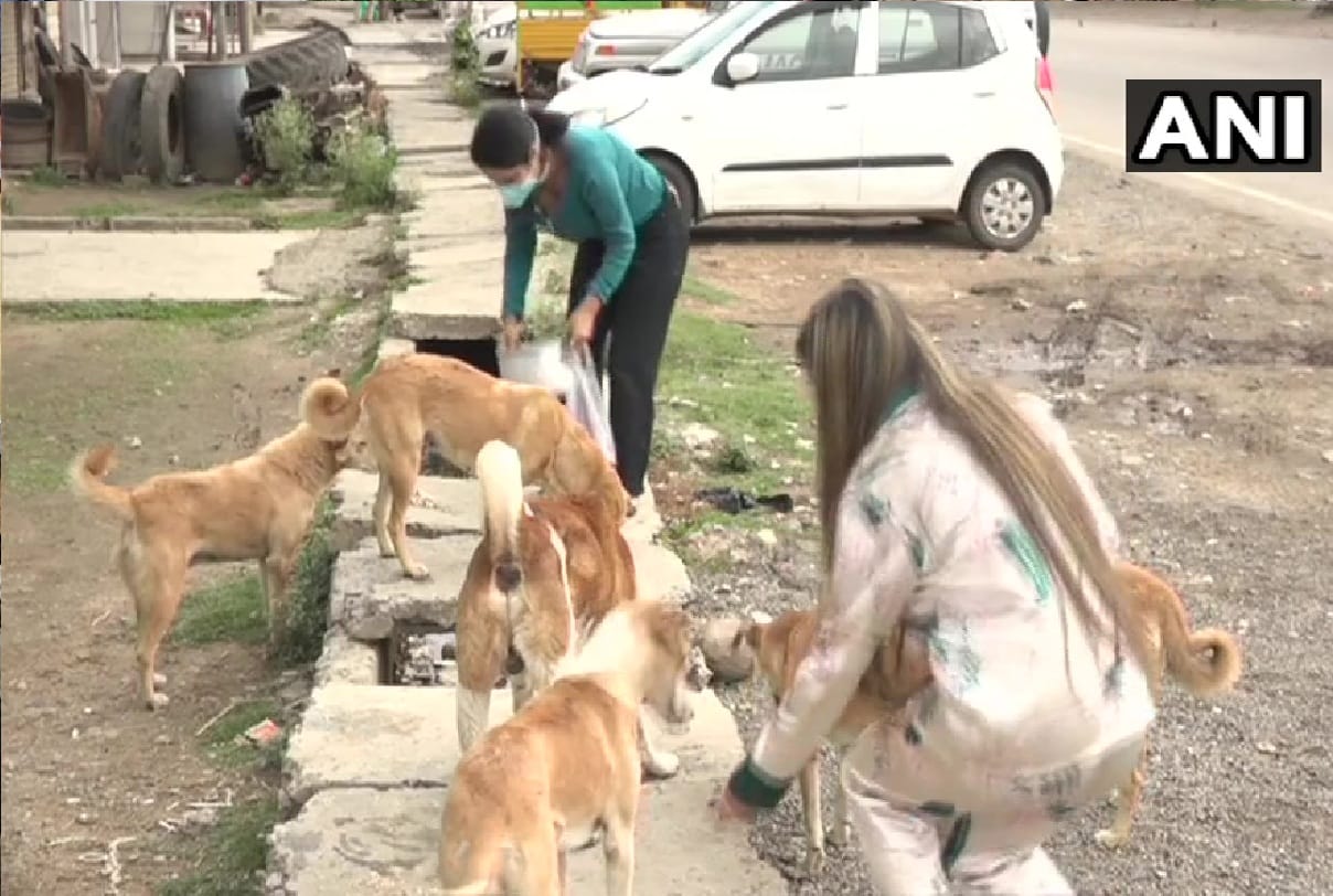 Two girls from Udhampur Jammu Kashmir feed stray dogs amid prevailing pandemic