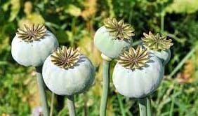 Opium production compensates for last year's loss
