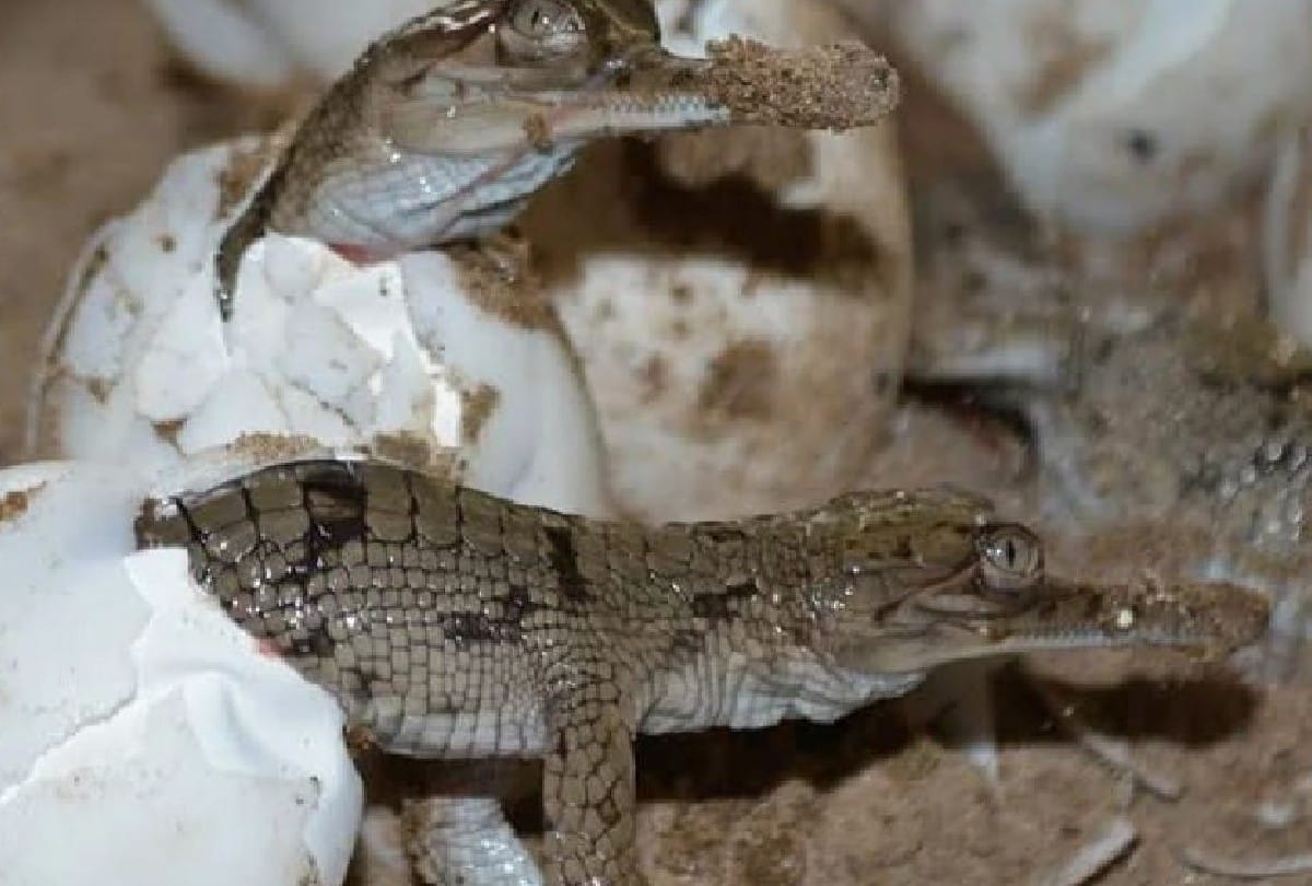 More Than 12 Hundred Newborn Alligator Reached In Chambal River