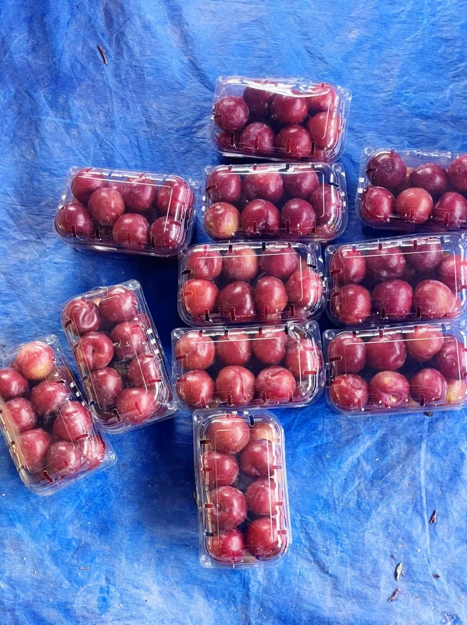 Red Bute Plum sold on high rate in delhi