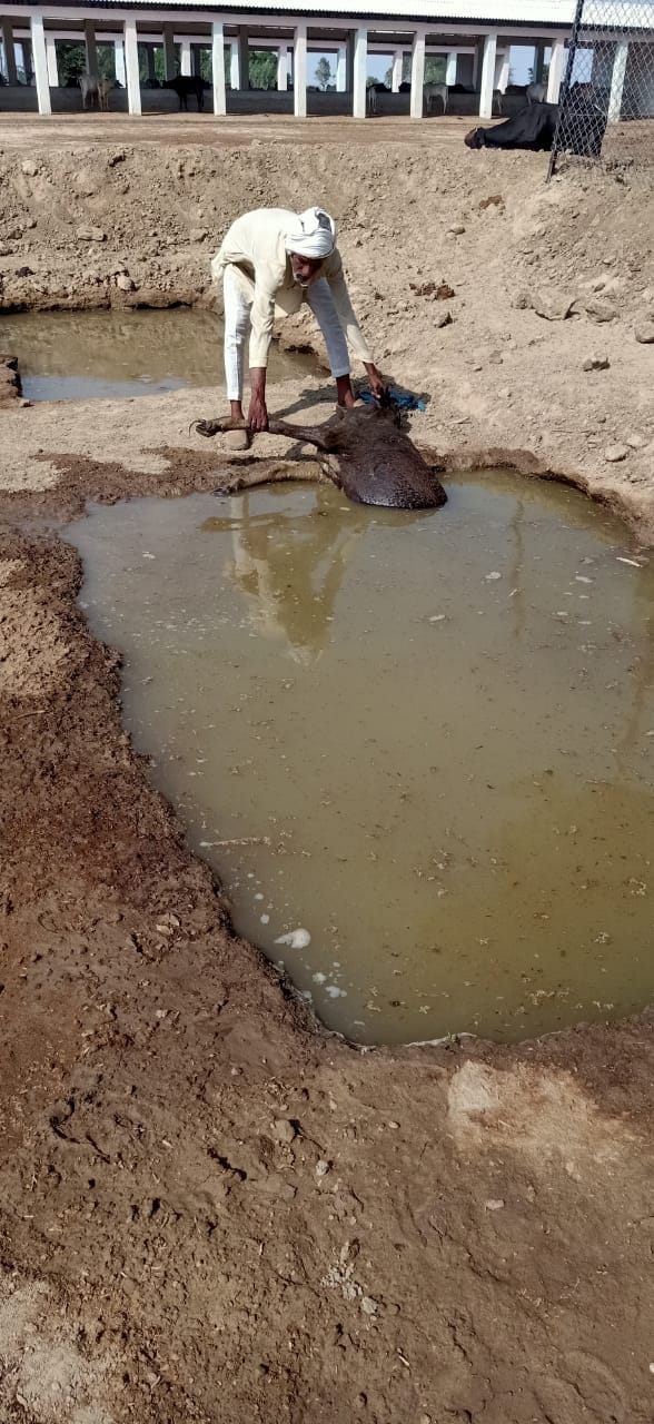 cow fell in dig and died