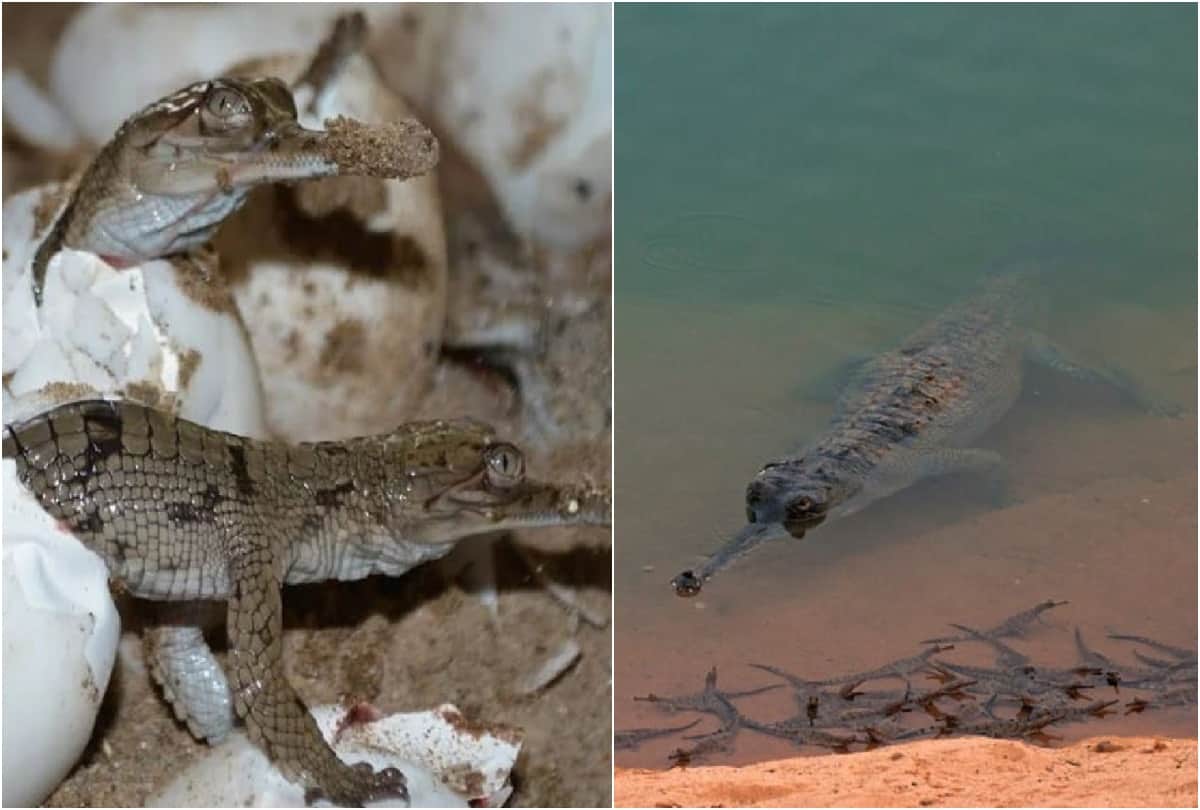 More Than 12 Hundred Newborn Alligator Reached In Chambal River