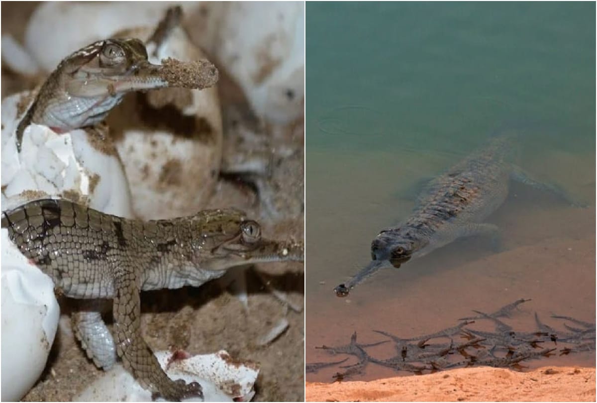 More Than 12 Hundred Newborn Alligator Reached In Chambal River
