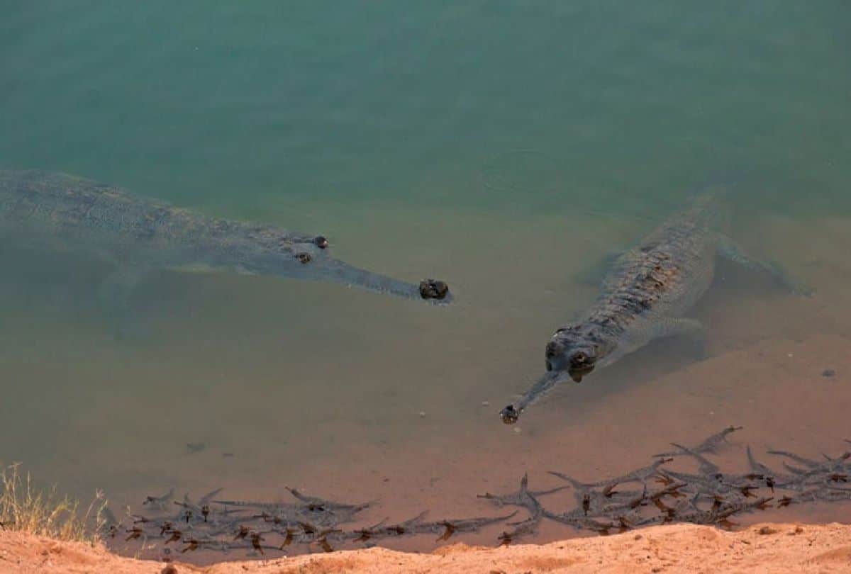Rare aquatic creatures are being conserved in Chambal river