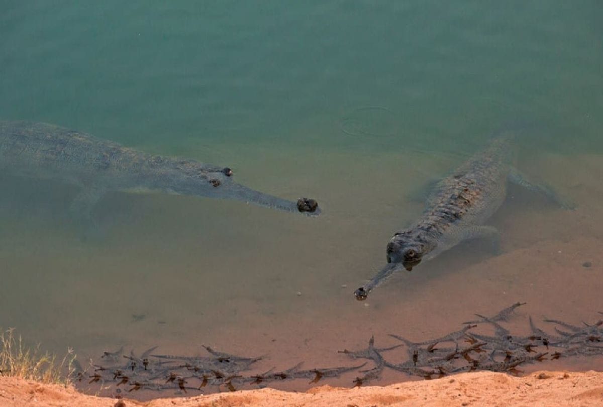 More Than 12 Hundred Newborn Alligator Reached In Chambal River