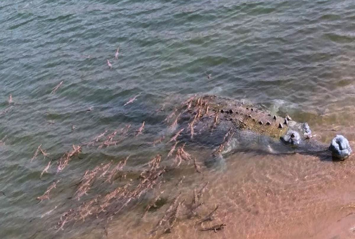 More Than 12 Hundred Newborn Alligator Reached In Chambal River