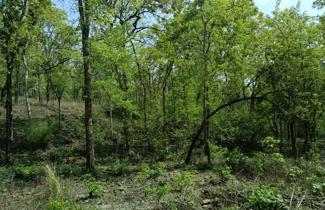 Greenery is losing, conquering the environment in the environment