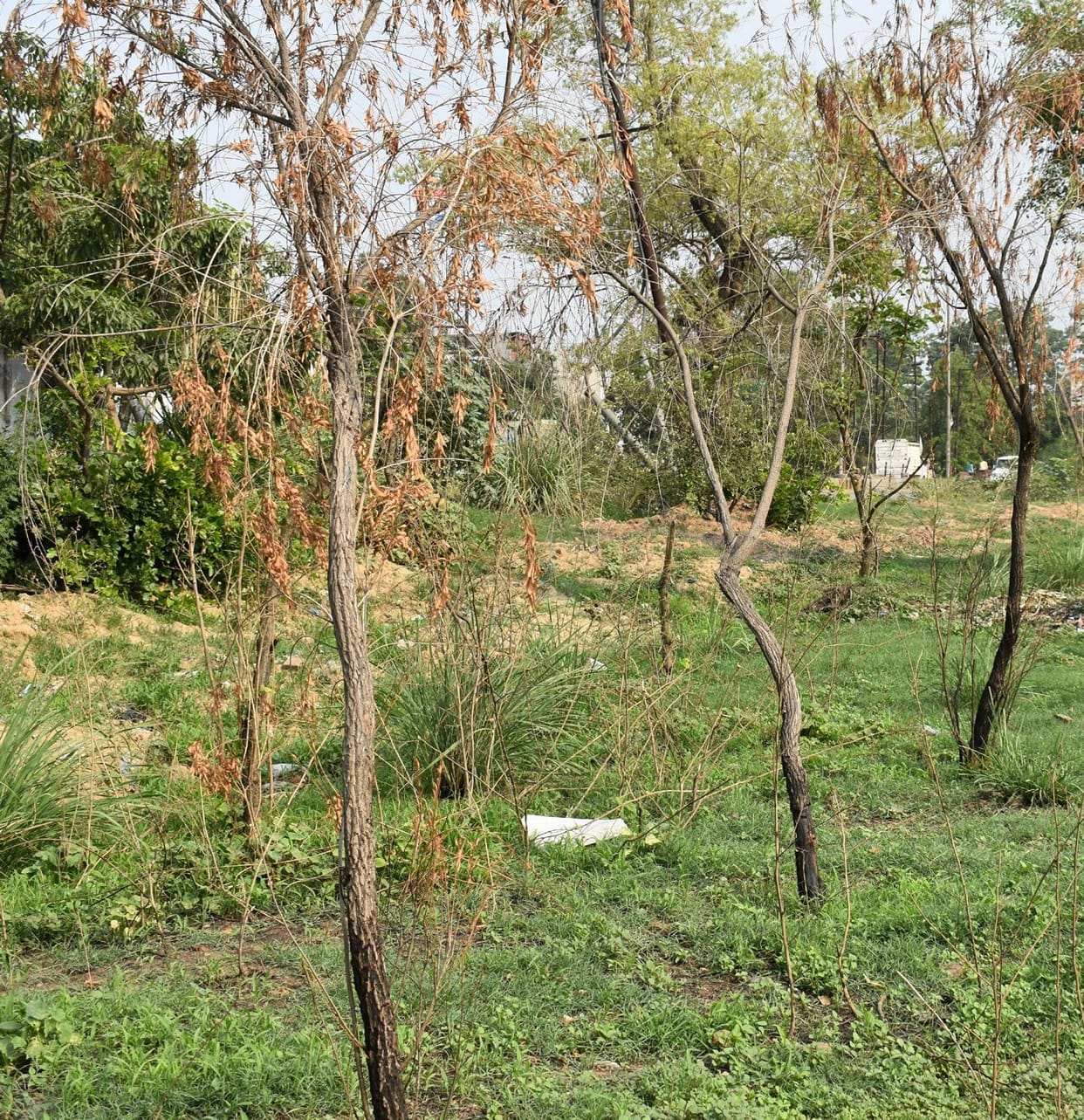 world environment day