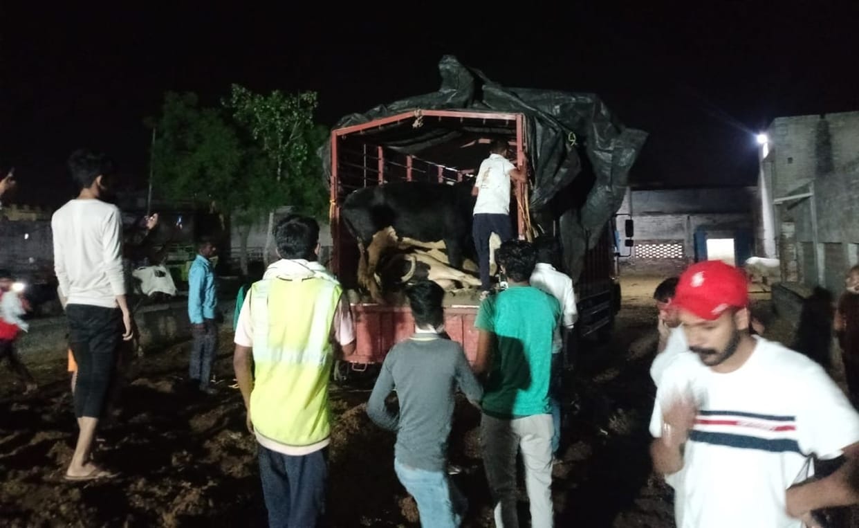 Cow protectors caught a car full of cows, two people arrested