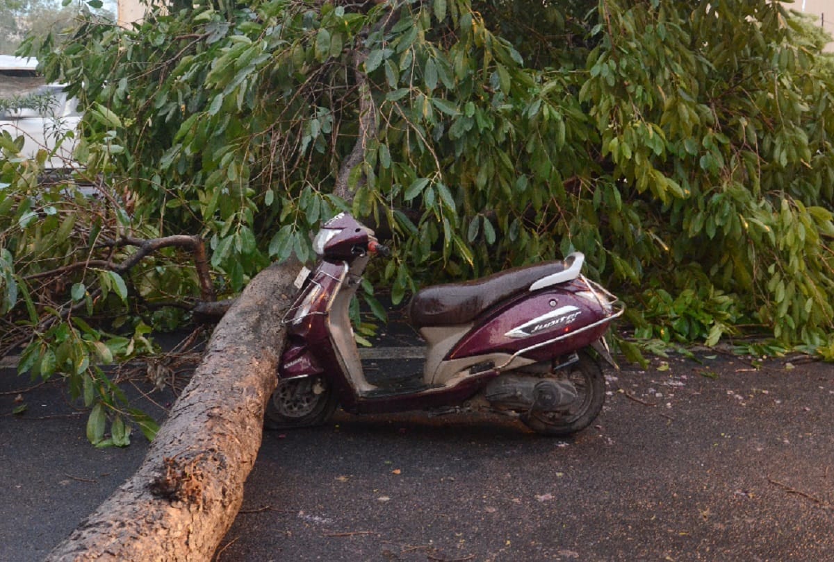Trees fells in more than 62 places in delhi
