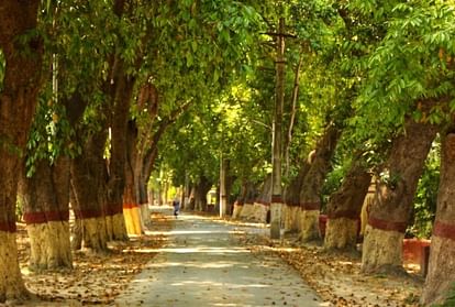 World Environment Day: पौधारोपण के लिए लोगों को जागरूक करने खोला बीज बैंक, 5000 बीज मुफ्त बांटने की कहानी Seed bank opened to make people aware for plantation distributed 5000 seeds for free in latur maharashtra