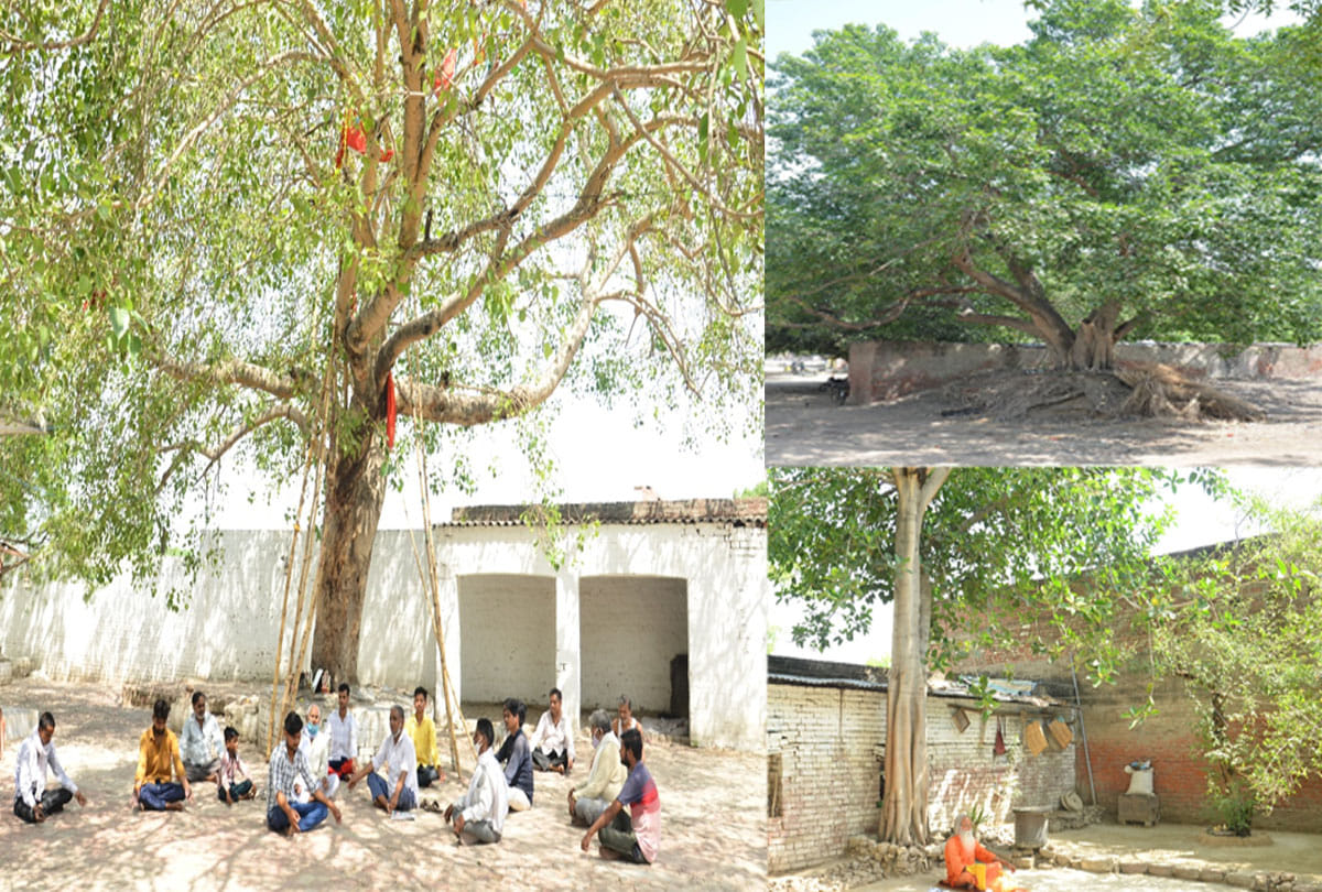 world environment day 2021 special story, plantation