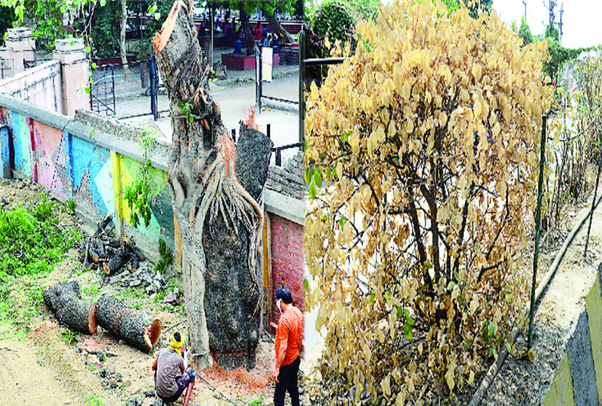 world environment day 2021, 11,861 trees cut in 18 development plans in three years