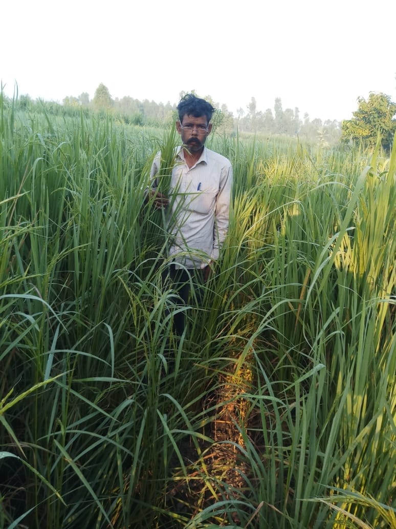 The famous indigenous Basmati of the disappearing district