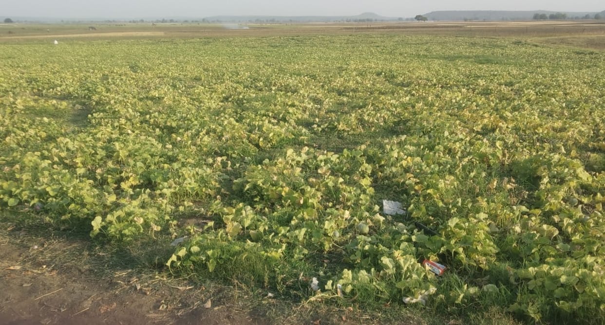 jamni dam, melon farming