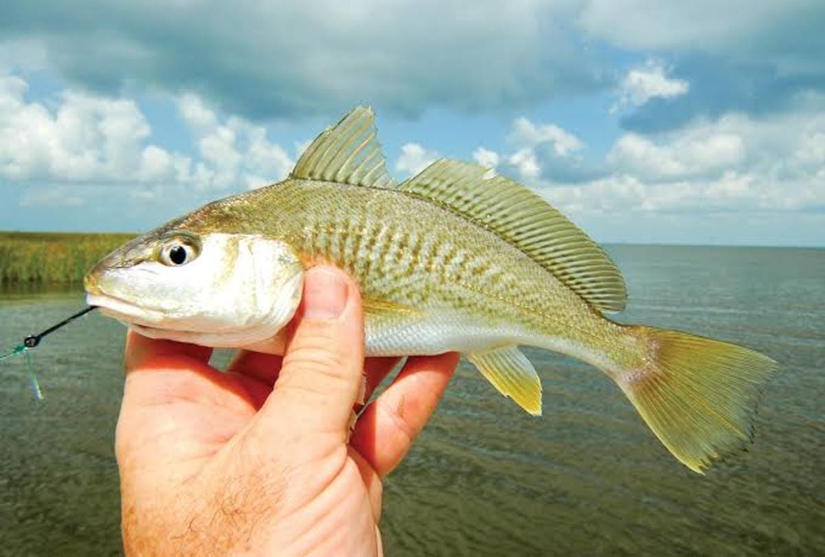 most expensive fish in the world croaker fish used to treat disease and surgery