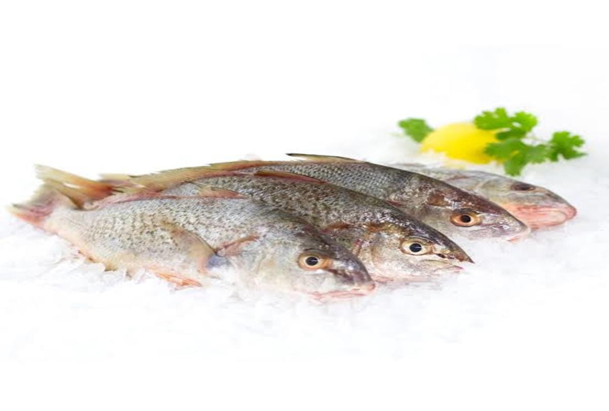 most expensive fish in the world croaker fish used to treat disease and surgery