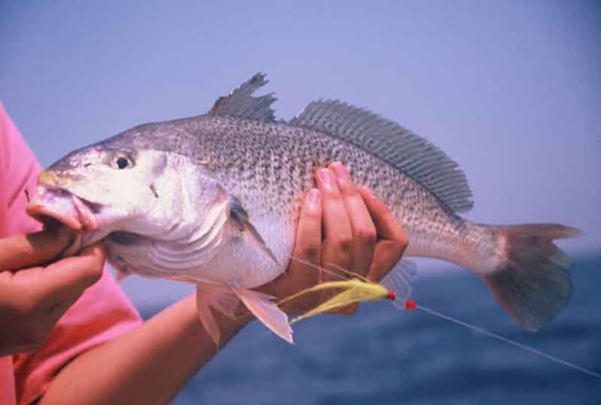 most expensive fish in the world croaker fish used to treat disease and surgery