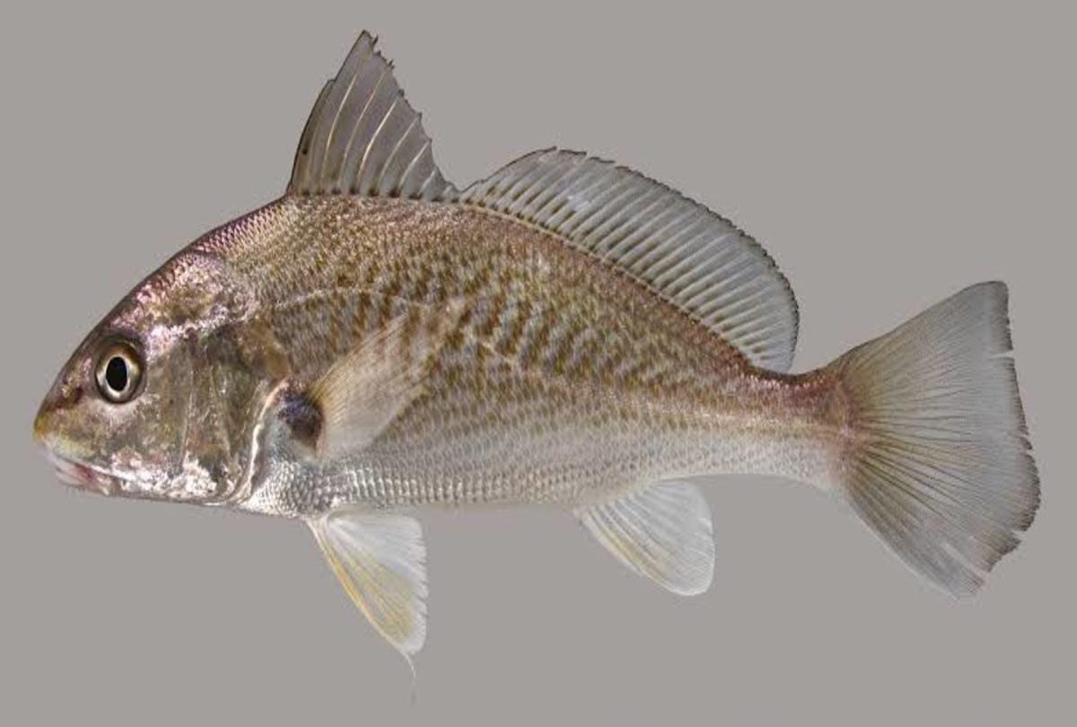 most expensive fish in the world croaker fish used to treat disease and surgery