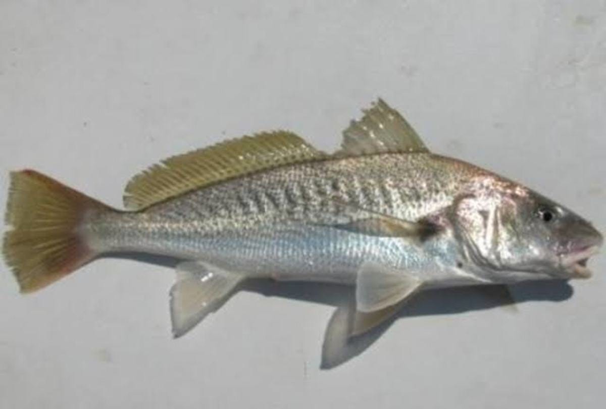 Food tips Fish is fresh or stale you can identify in these four tips