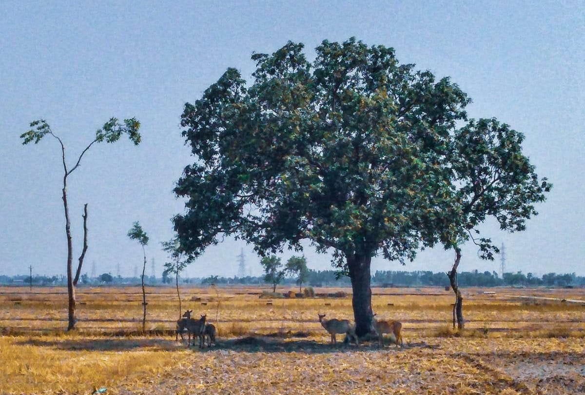Now trees will not be cut for development works transplantation will be done in Gorakhpur