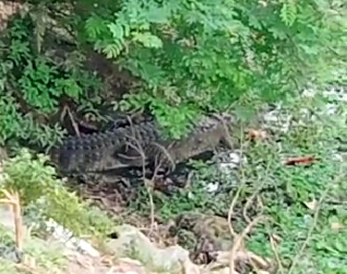 Crocodile entered the house after coming out of the pond